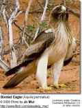 Орел-карлик фото (Hieraaetus pennatus) - изображение №688 onbird.ru.<br>Источник: www.avianweb.com